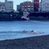 Cierran al baño las calas de Melenara y Salinetas en Gran Canaria por la presencia de un tiburón en plena orilla