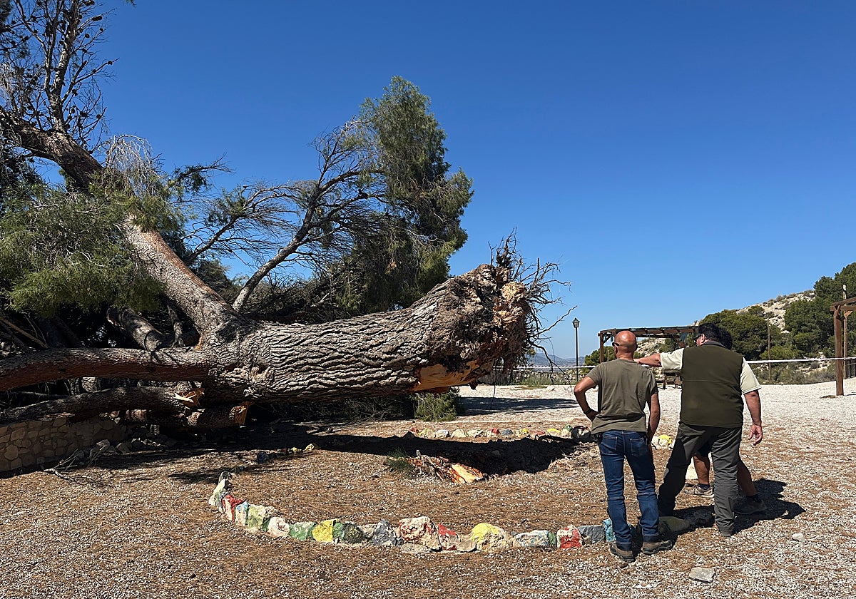 Personal del Ayuntamiento observa el pino Ferrusa, caído de madrugada por causas desconocidas.