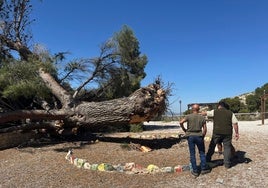 Desolación en un municipio de Alicante al desplomarse un pino gigante de 150 años y 20 metros de altura