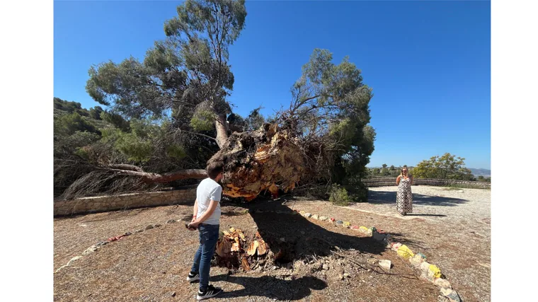 Imagen en la que se aprecia el diámetro del árbol (3,5 metros) y su gran envergadura en la copa.