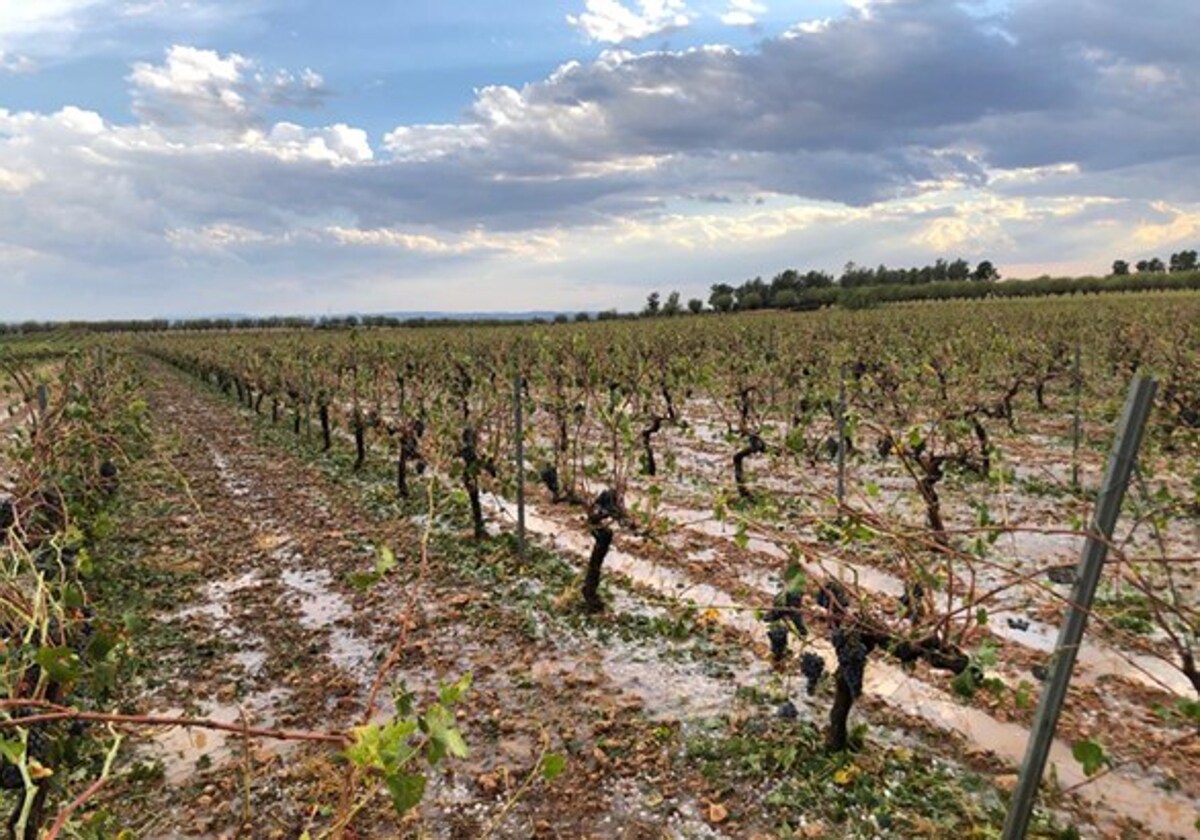 Las tormentas de la pasada semana dejan más de 30.000 hectáreas siniestradas, la mayor parte en Albacete