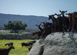 Las cabras de los Montes de Toledo con cuya leche se elabora el mejor queso curado de esta variedad en España