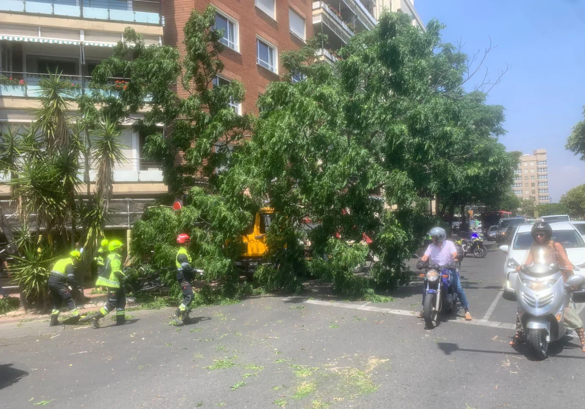 Imagen del árbol caído en la Plaza América de Valencia