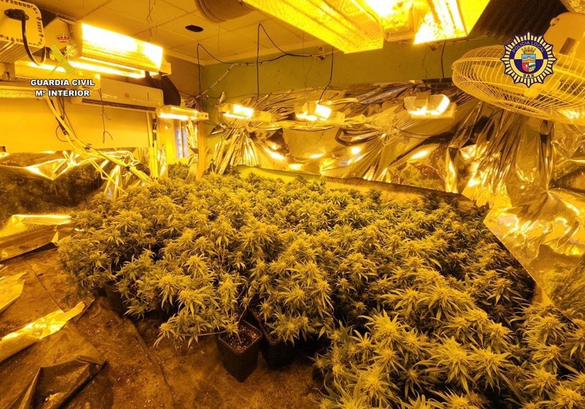 Imagen de la plantación de marihuana desmantelada en Sax (Alicante)