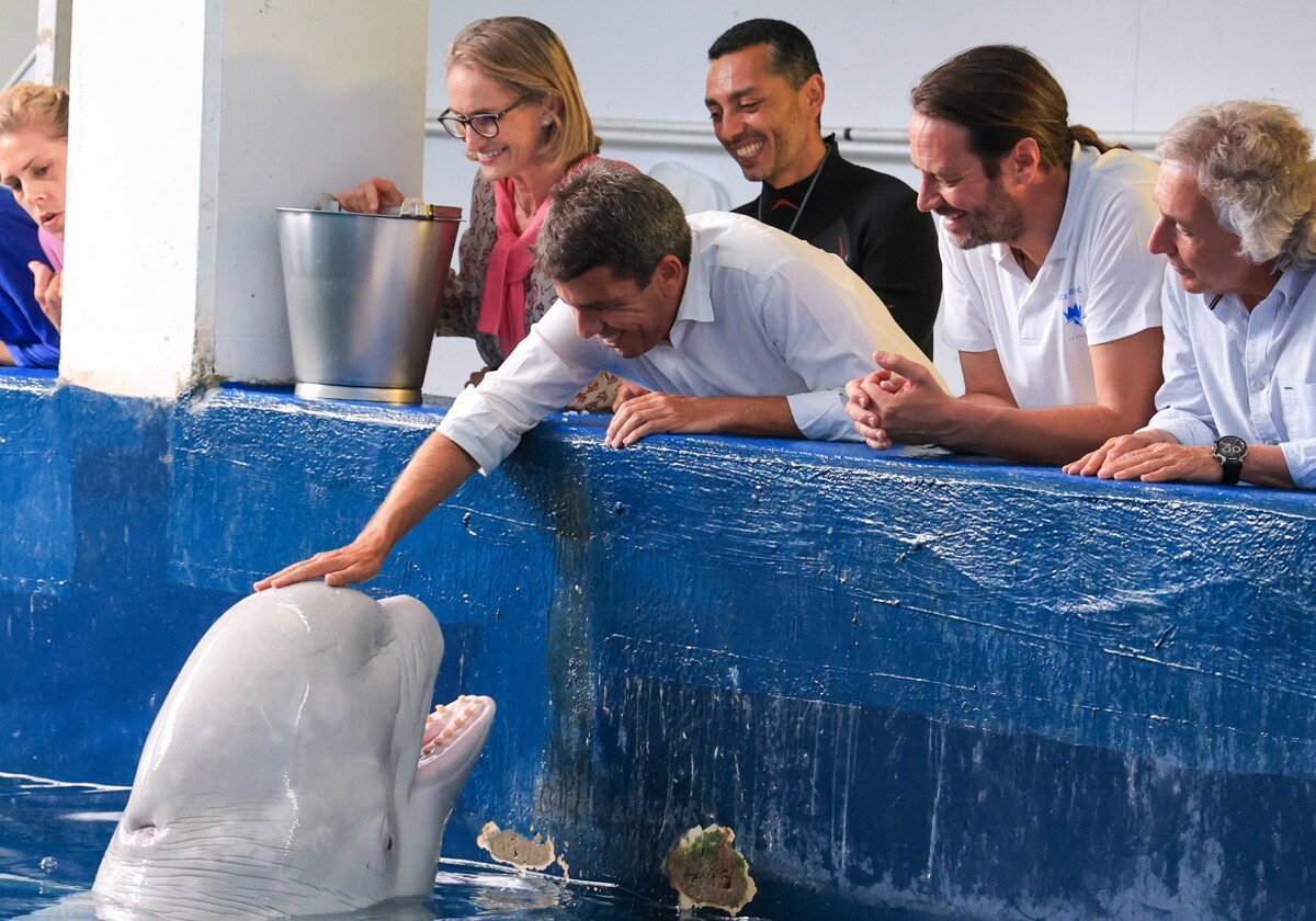 El presidente de la Generalitat Valenciana, Carlos Mazón, en el Oceanogràfic de Valencia.