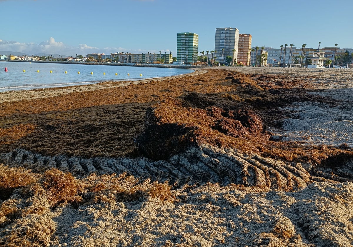 Imagen de la retirada de alga asiática en una playa de La Línea