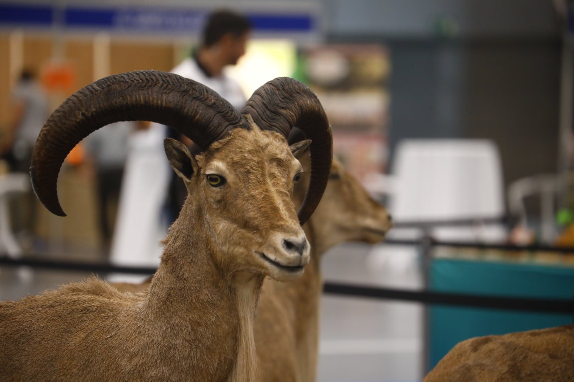 Las imágenes de Intercaza en su nueva ubicación del Centro de Ferias y Convenciones de Córdoba