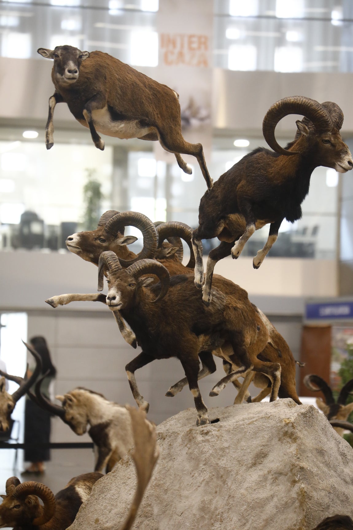Las imágenes de Intercaza en su nueva ubicación del Centro de Ferias y Convenciones de Córdoba
