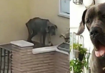 Condenan a un matrimonio de Valencia por maltratar a su perra hasta que murió de hambre tras años atada en una terraza