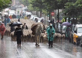 Las ovejas trashumantes vuelven a atravesar Soria bajo la lluvia