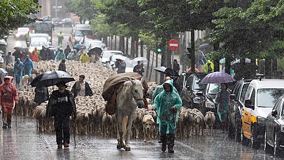 Las ovejas trashumantes vuelven a atravesar Soria bajo la lluvia