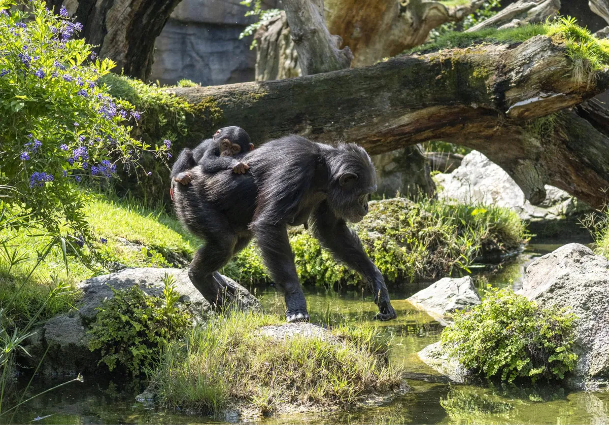 Junio 2024 - La hembra de chimpancé Noelia y su cría, Cala, que cumple cinco meses en la selva ecuatorial de Bioparc Valencia