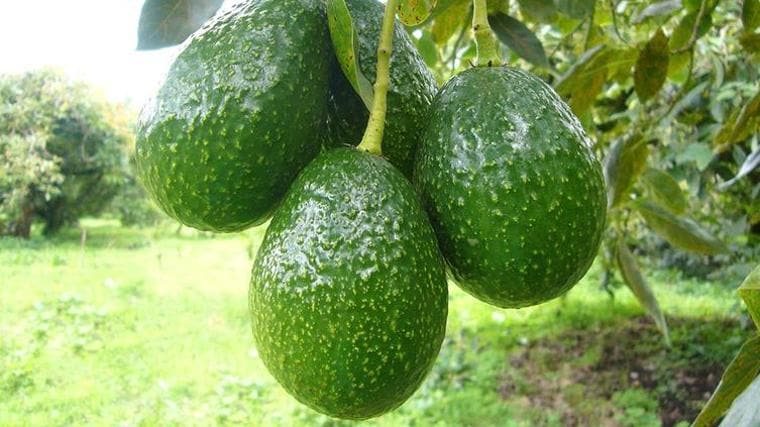 El aguacate se ha convertido en un producto típico de Málaga