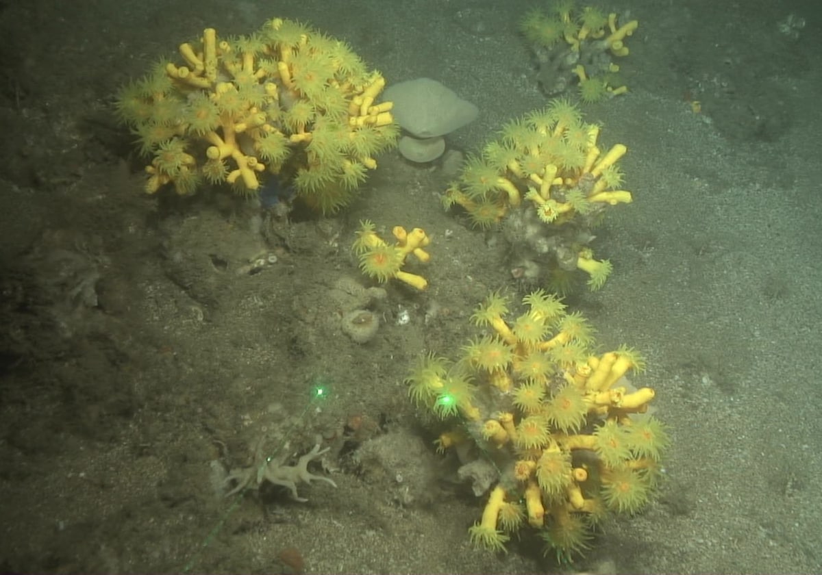 Colonias del coral Dendrophyllia cornigera en la cabecera del cañón de Calaburras a 120 metros de profundidad