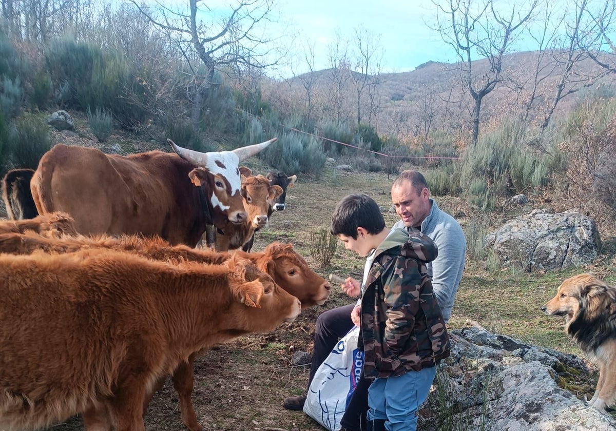 Celso, junto a uno de sus hijos, da de comer a los terneros que tenían en la zona de la sierra de Sanabria (Zamora)