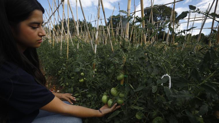 Tomates plantados en la explotación de Inspira Rural en Alcolea