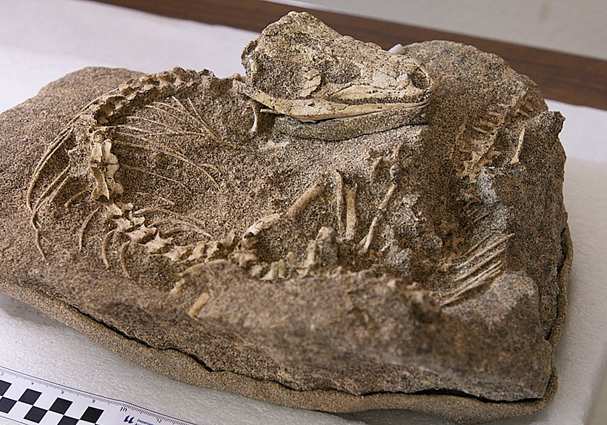 Lagarto de la especia Gallotia con más de 700.000 años