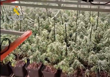 La Guardia Civil desmantela en Montilla un cultivo de marihuana con más de 300 plantas