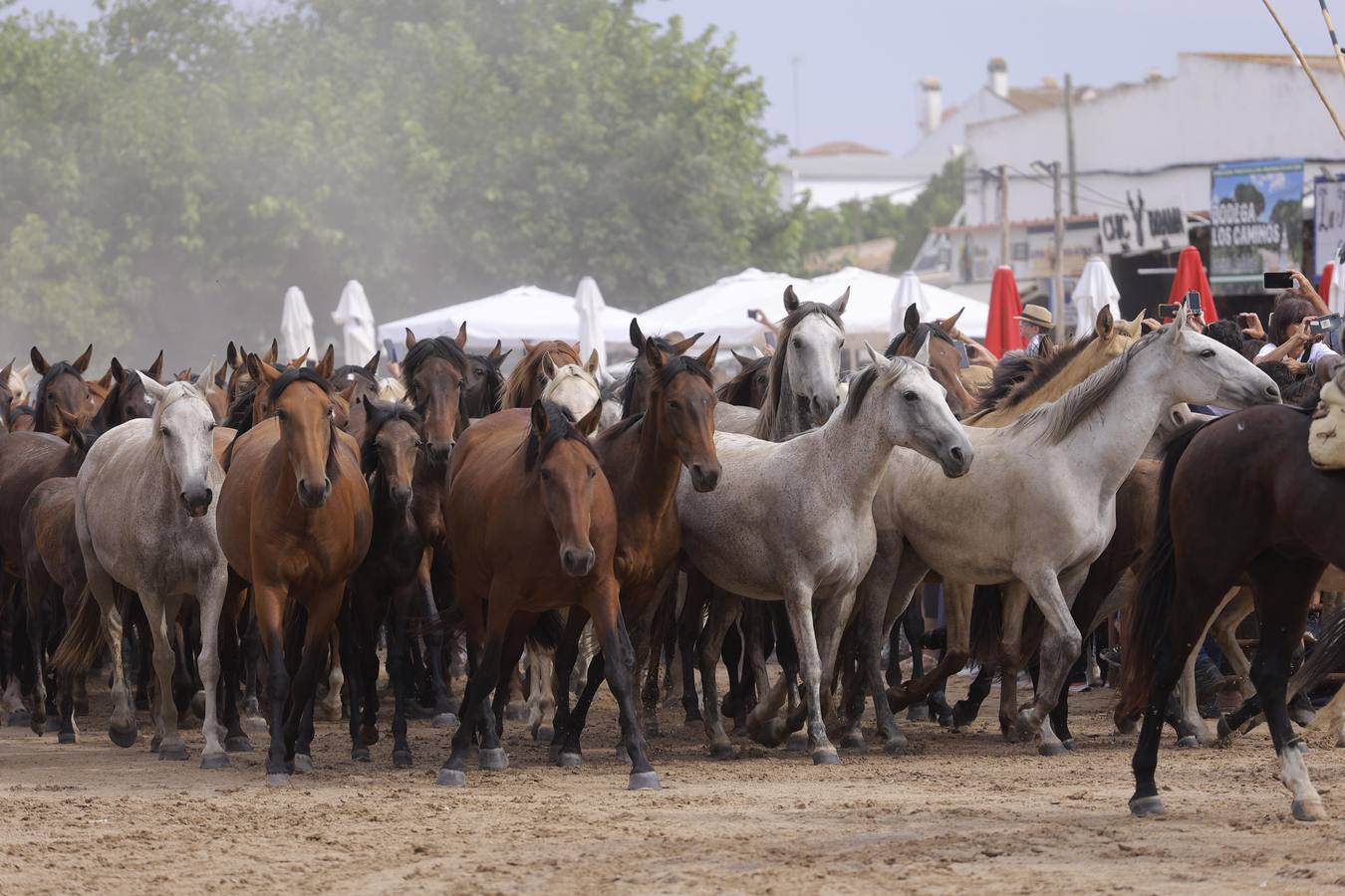 Espectaculares imágenes de la Saca de las Yeguas a su paso por El Rocío