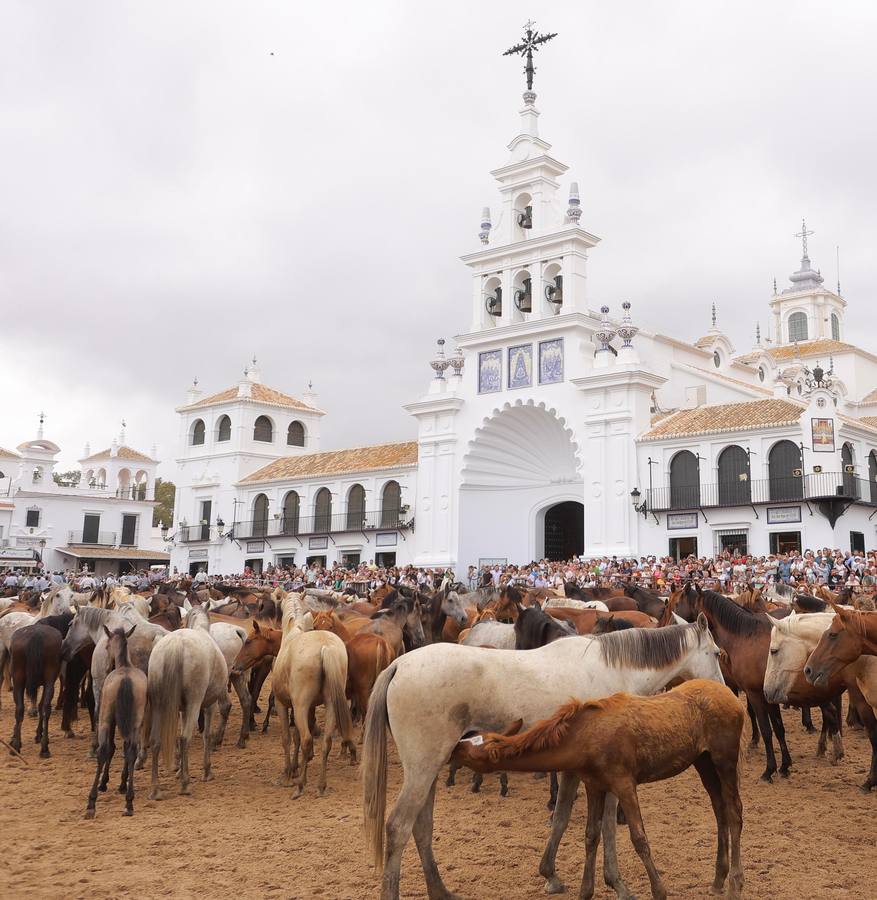 Espectaculares imágenes de la Saca de las Yeguas a su paso por El Rocío