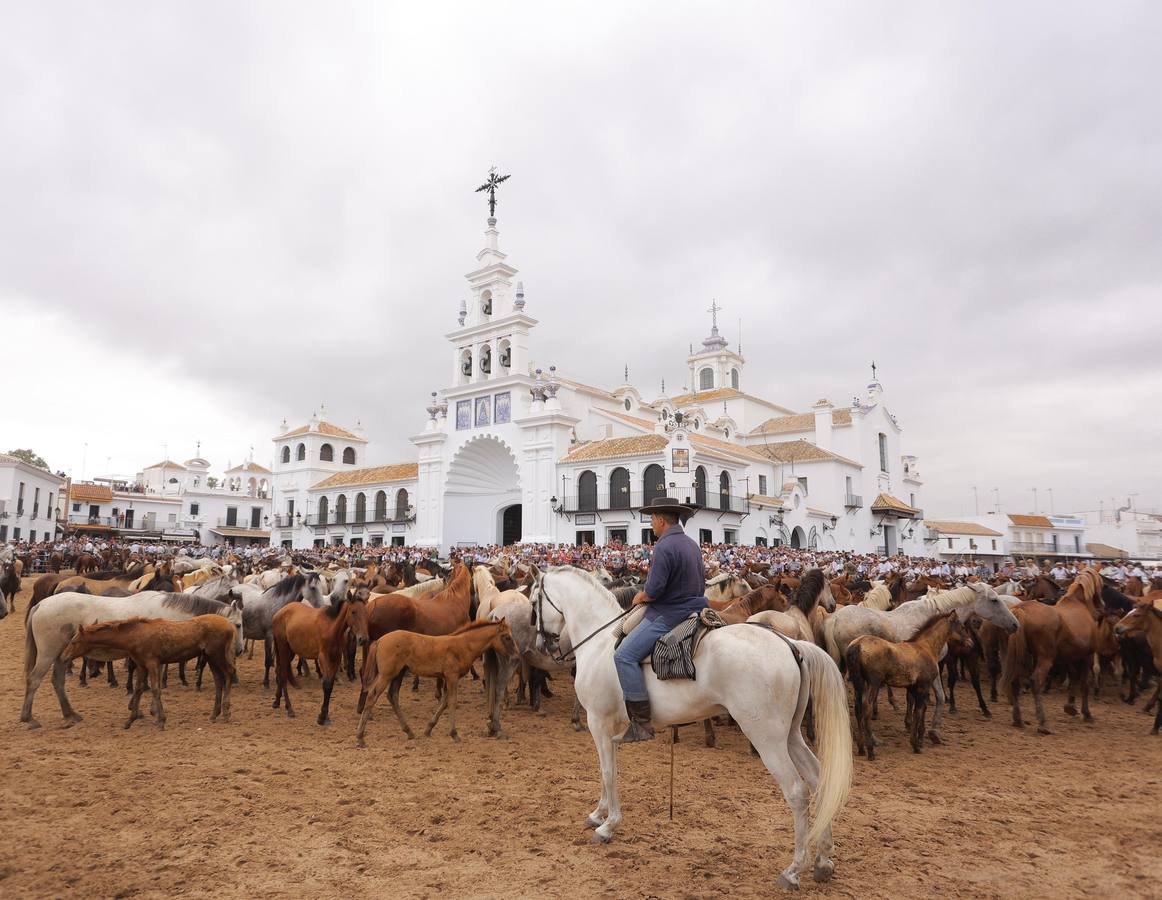 Espectaculares imágenes de la Saca de las Yeguas a su paso por El Rocío