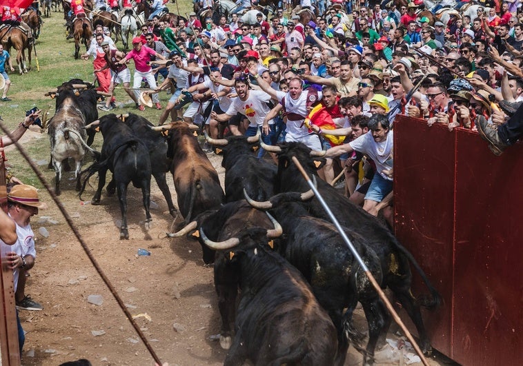 Soria vive una Saca «limpia» en su salida con los 12 toros de la Cardenilla>