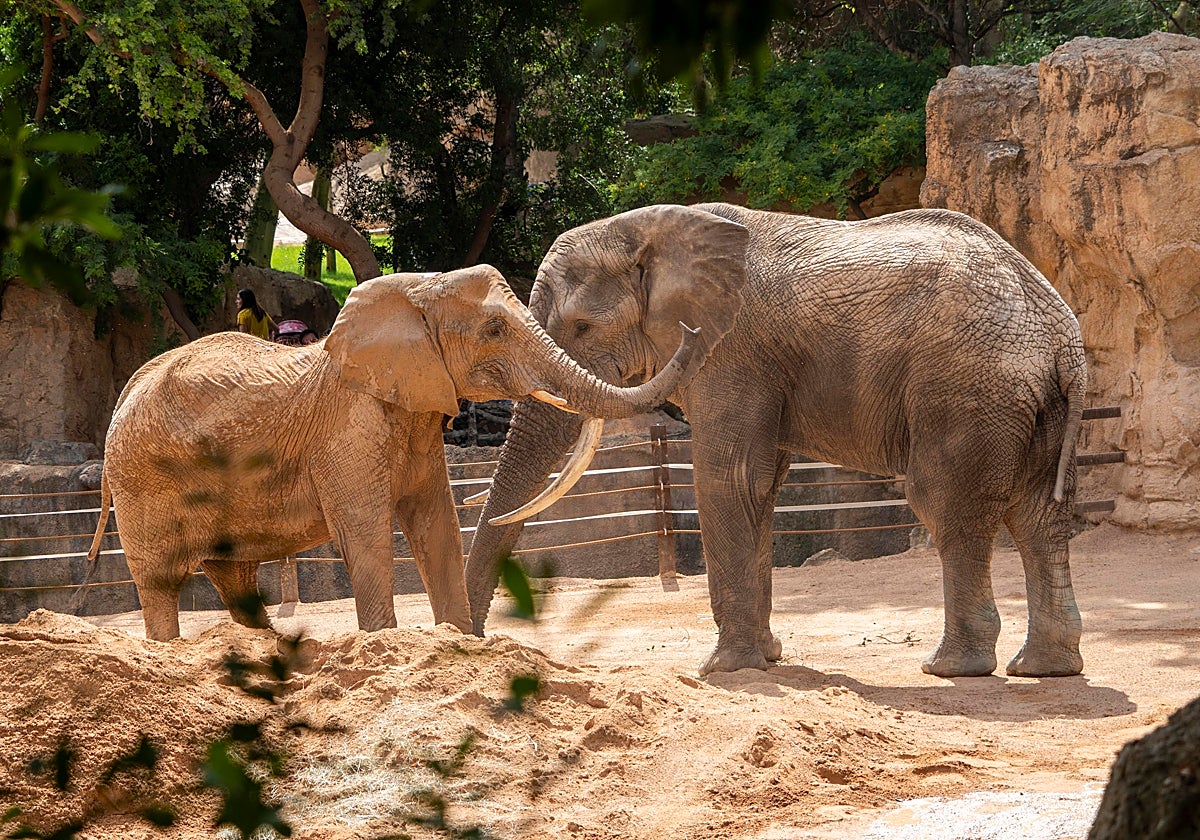 Tooth, el nuevo macho de elefante de Bioparc Valencia junto a una de las hembras de la manada