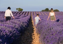 Brihuega y la empresa BlaBlaCar suscriben un acuerdo para promover el acceso a los campos de lavanda y al municipio