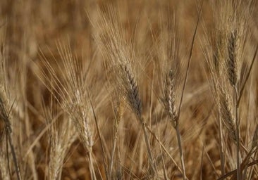 La campaña del cereal acaba con un 40% más de cosecha que baja los precios hasta un 19% en Córdoba