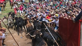 Soria vive una Saca «limpia» en su salida con los 12 toros de la Cardenilla