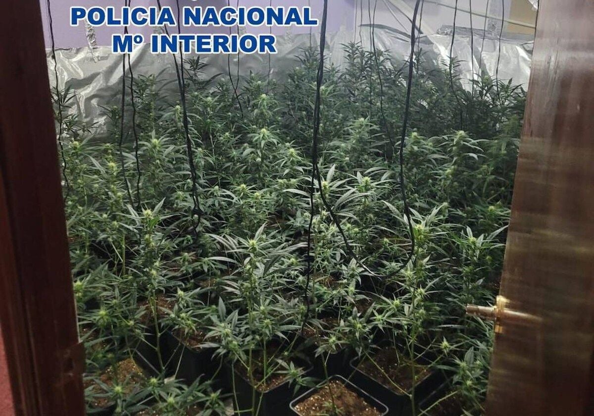 Imagen de archivo de una plantación de marihuana