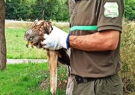 Agentes medioambientales rescatan un milano real herido en el Real Sitio de San Ildefonso