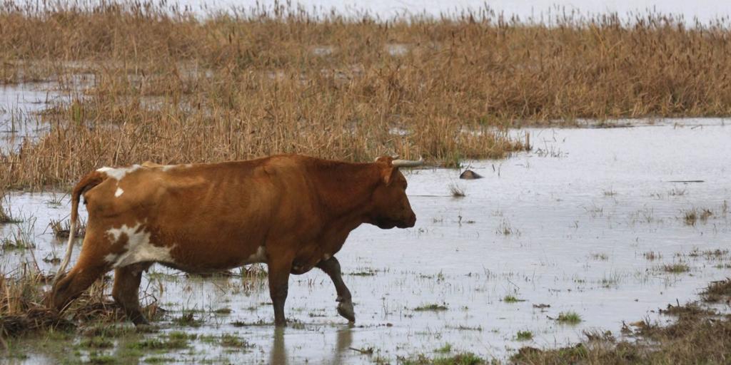 Incrementar en 46 los casos de lengua azul en Cataluña, con atención a la prevención y la vacunación