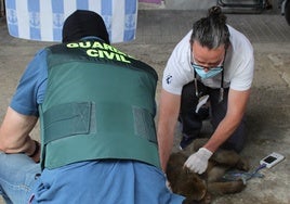 Retiran dos monos de Gibraltar con enfermedades en una vivienda de Granada