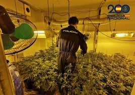 Desmanteladas dos plantaciones 'indoor' de marihuana en Albacete y decomisados 38 cogollos y 67 plantas