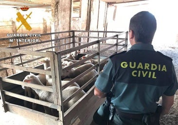 La Guardia Civil detiene a un tratante de ganado por estafar a 15 ganaderos más de 60.000 euros