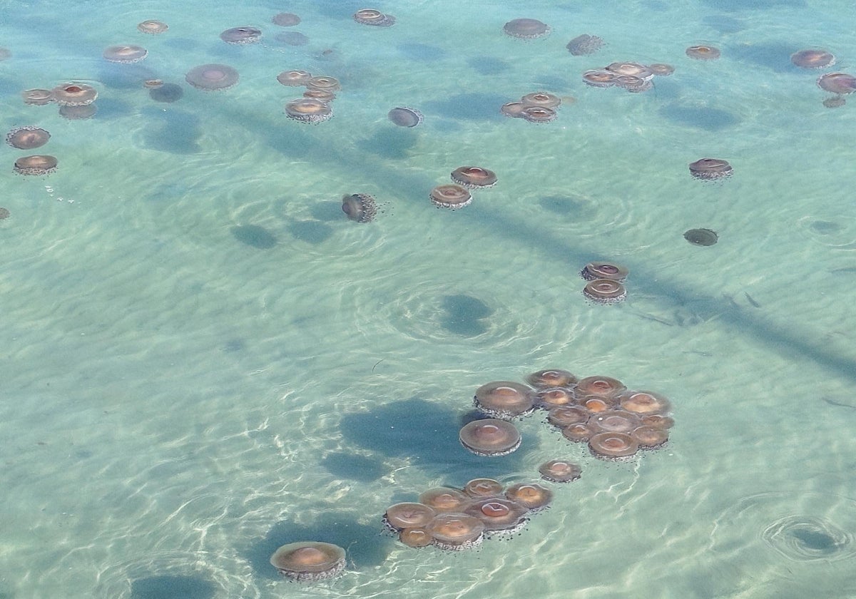 Imagen de medusas 'huevo frito' en las playas de Torrevieja (Alicante)