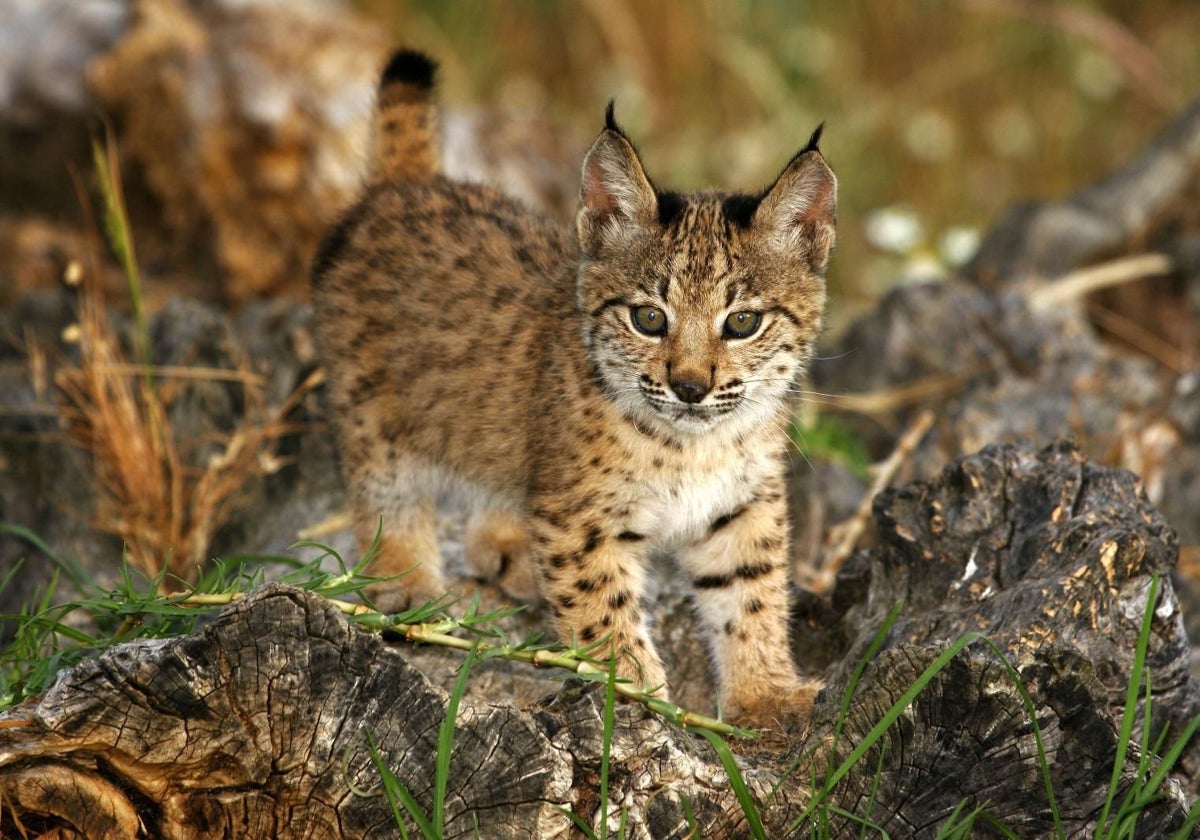 La población de lince ibérico alcazó los 2.021 ejemplares en España en 2023, cuando el año anterior se situaba en 1.668