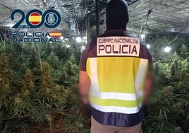 Desarticulan una organización que cultivaba marihuana a gran escala en invernaderos de El Ejido