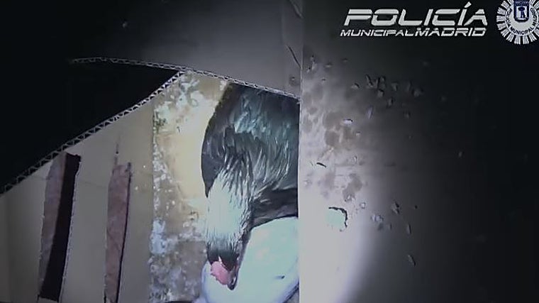 Gallos encontrados dentro de una caja de cartón