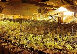 Desmanteladas 14 plantaciones de marihuana con 4.546 plantas en Granada