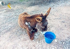 La Guardia Civil investiga a un hombre en Valencia por el abandono de una burra que acabó muriendo
