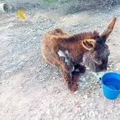 La Guardia Civil investiga a un hombre en Valencia por el abandono de una burra que acabó muriendo