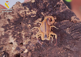 Un escorpión «extremadamente venenoso», tarántulas, cucarachas y ratas: el Seprona incauta 32 animales en una casa de Gran Canaria