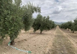 Ruido de motor y una explosión en el aire: así fue el accidente mortal de avioneta en Castro del Río