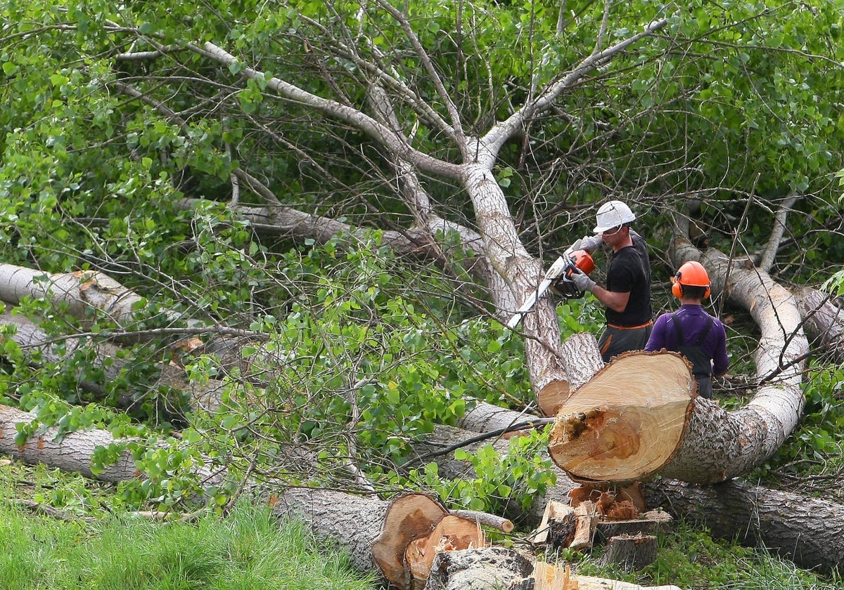 Dos trabajadores cortan árboles para un aprovechamiento forestal