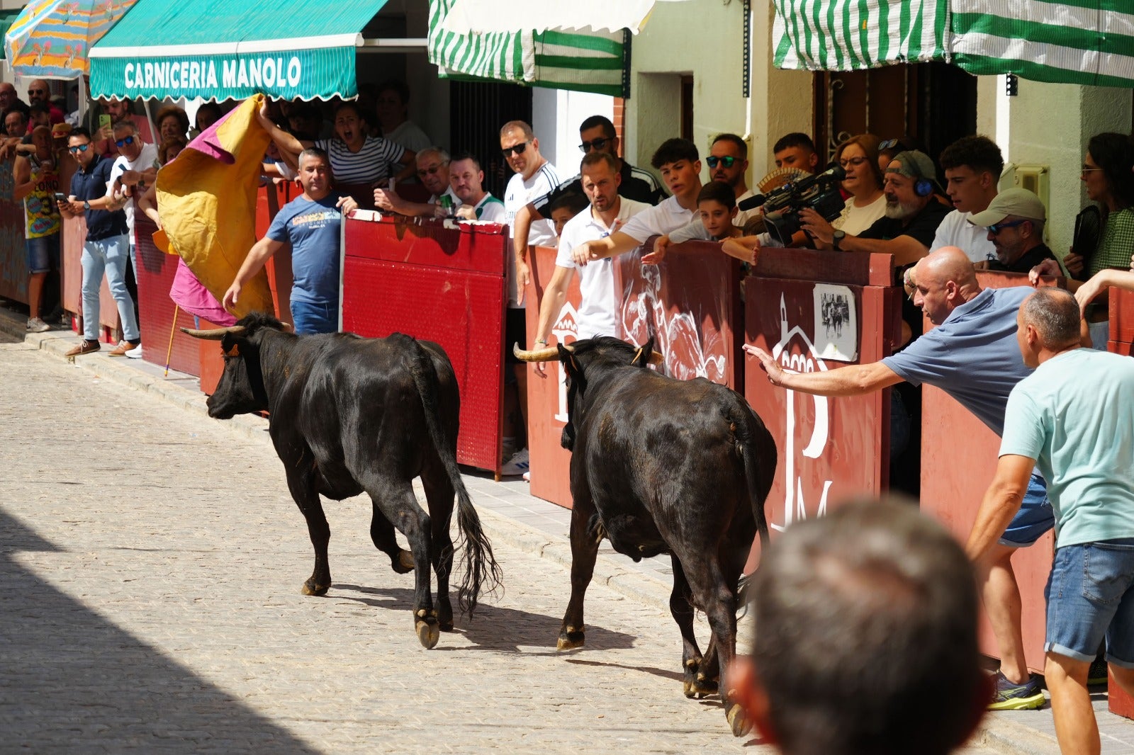 Las imágenes del primer encierro taurino de El Viso por Santa Ana