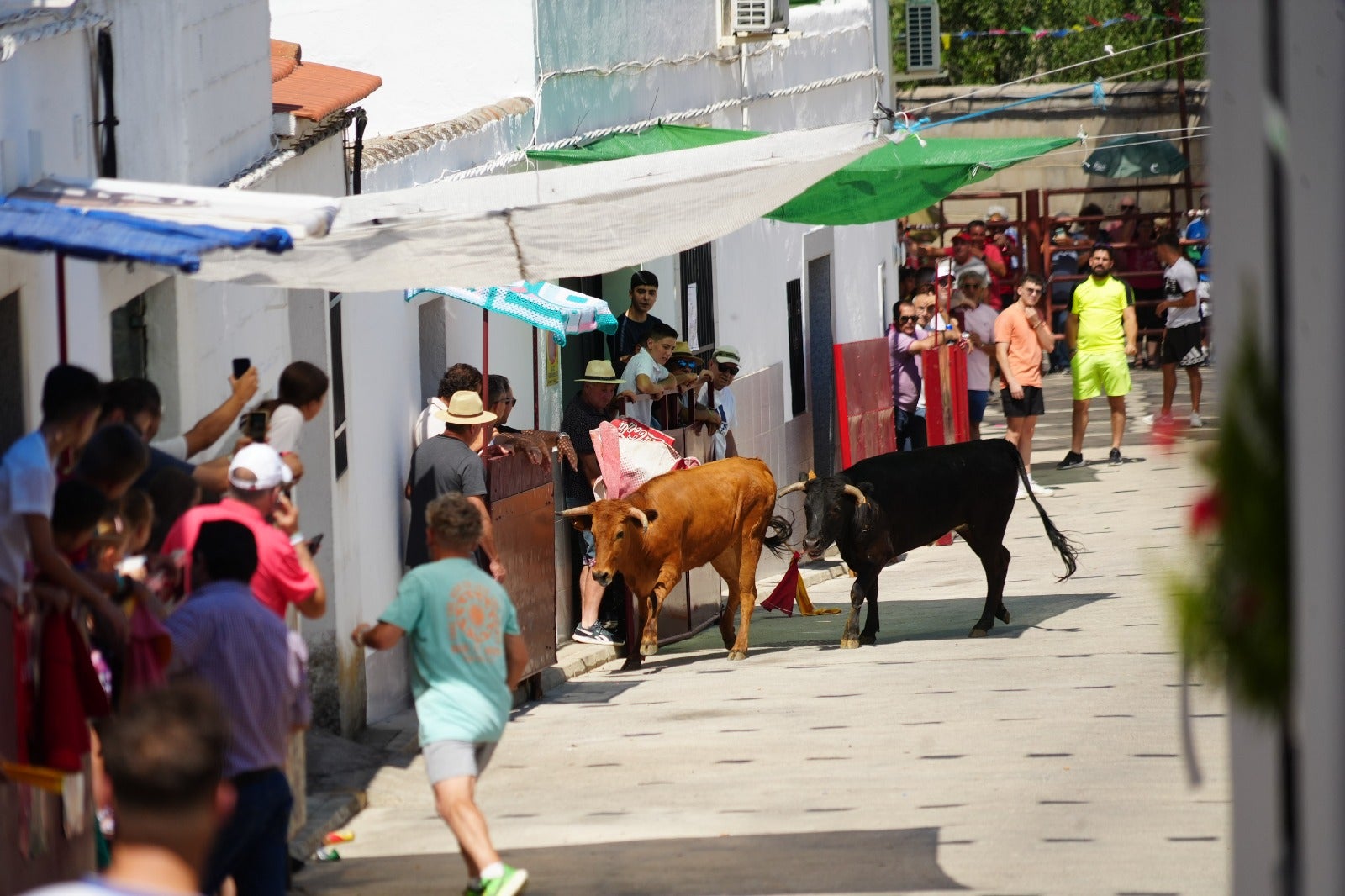 Las imágenes del primer encierro taurino de El Viso por Santa Ana
