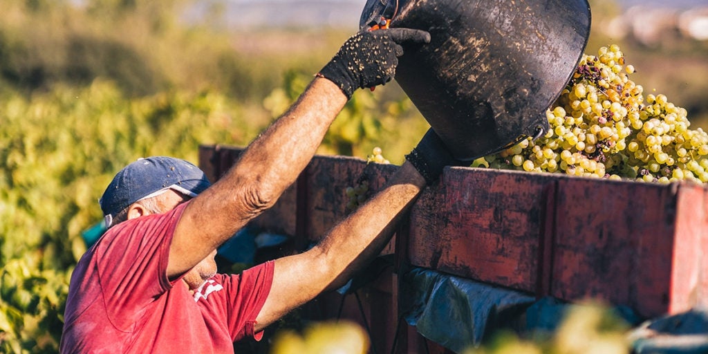 La DO Cava prevé una cosecha con “previsiones de buena calidad”