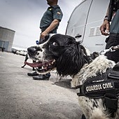 Viaja en barco de Valencia a Ibiza y acaba detenido por tráfico de drogas al ser sorprendido por un perro